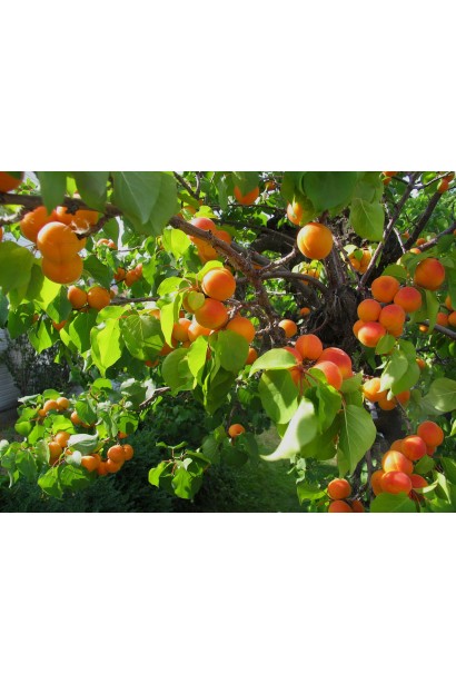 Абрикос Мелітопольський солодкий