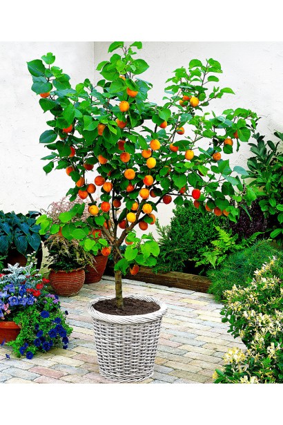 Абрикос Мелітопольський  в горщику в ландшафті