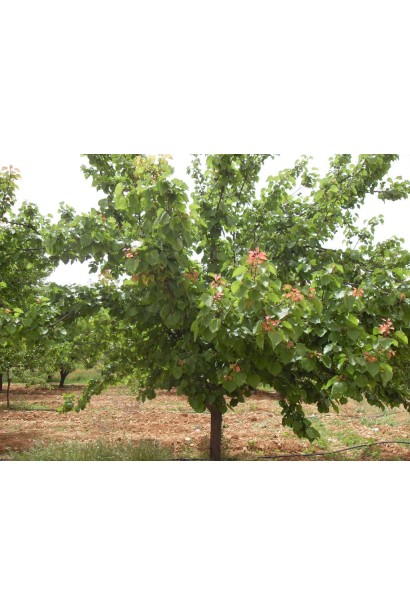 Абрикос Красень Киева дерево в саду