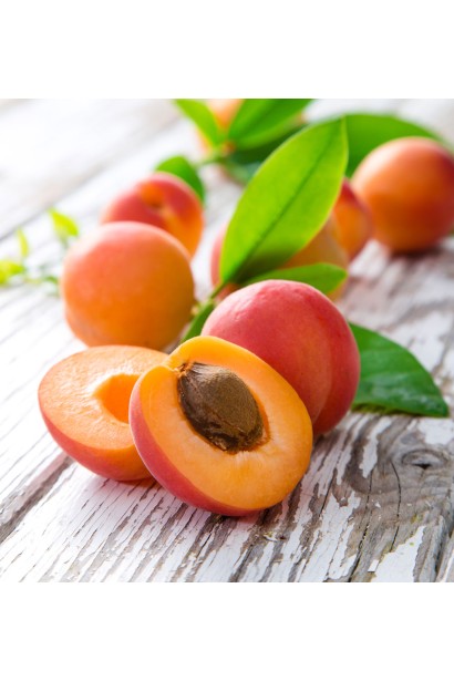 Prunus armeniaca Krasen Kieva