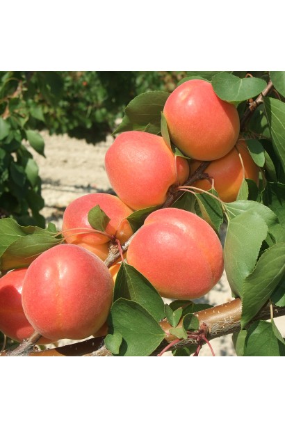 Абрикос Красавец Киева большие плоды