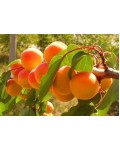 Плоды абрикосового дерева Красавец Киева