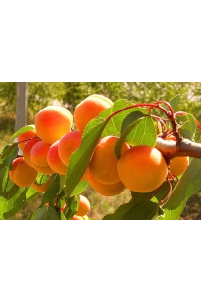 Плоды абрикосового дерева Красавец Киева