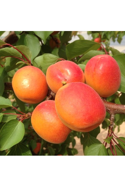 Абрикосы Красавец Киева созревание