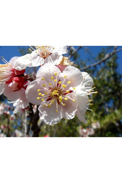 Абрикос Красавец Киева цветение дерева весной