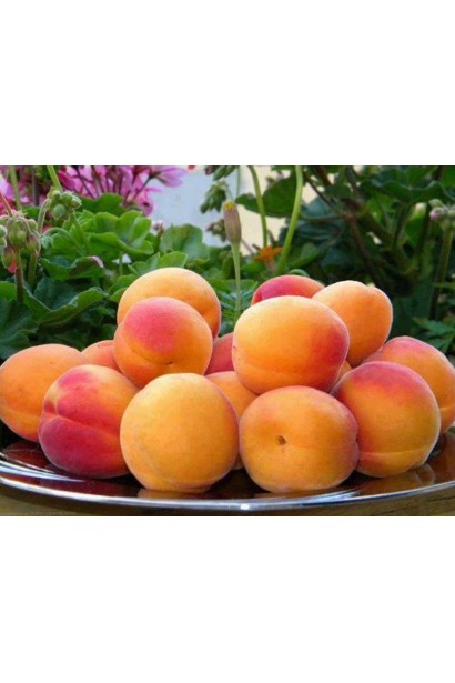 Абрикос Красень Киева плоды позднего сорта