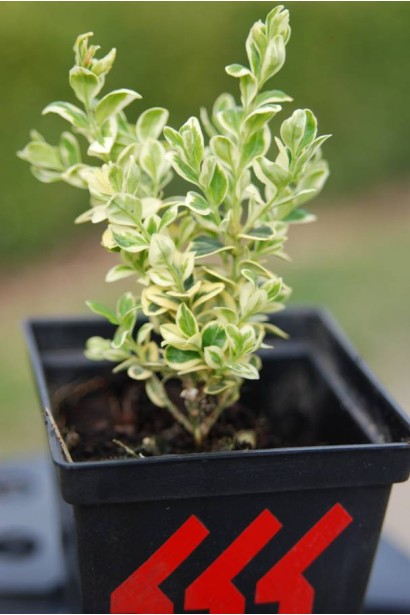 Самшит вічнозелений Елеганс