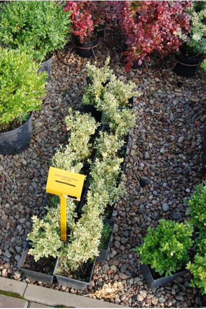 Buxus sempervirens – сорт для бордюрів