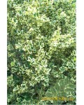 Самшит вічнозелений Елеганс | Buxus sempervirens Elegans | Самшит вечнозеленый Элеганс