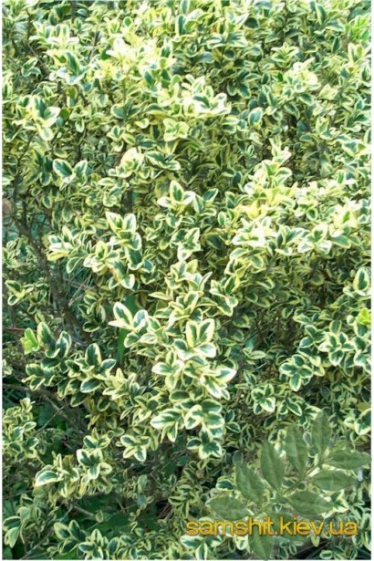 Самшит вічнозелений Елеганс – пишна зелень