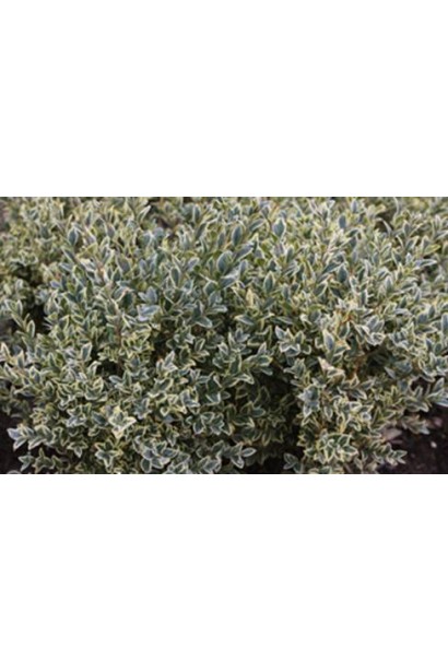 Buxus sempervirens Elegans