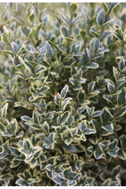 Самшит Елеганс – витончений акцент саду