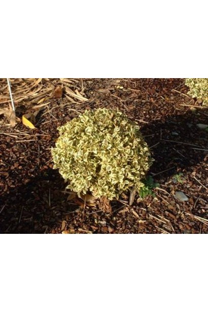 Buxus sempervirens Elegans – декоративний кущ