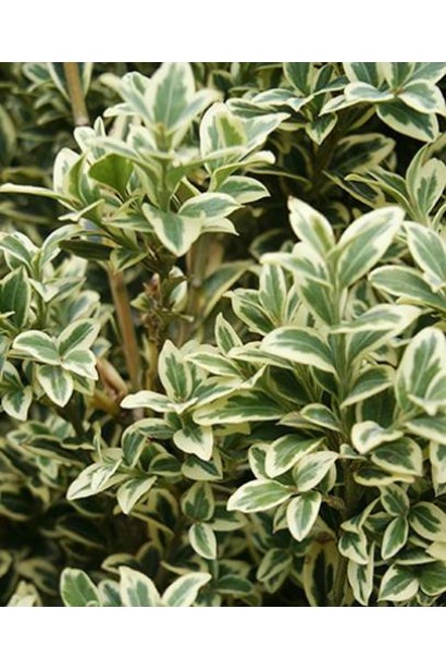 Листя самшиту елеганс