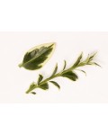 Самшит вечнозеленый Элеганс | Buxus sempervirens Elegans | Самшит вічнозелений Елеганс