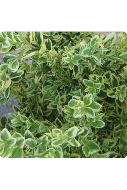 Вічнозелений самшит Елеганс – пишний чагарник