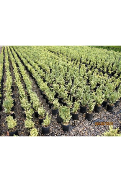 Елеганс – самшит для декоративного живоплоту