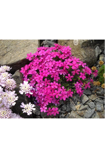 Компактний флокс з дрібними фіолетовими квітами.