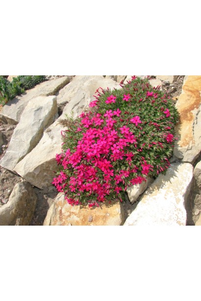 Флокс дугласа Крекер Джек на тлі декоративного каміння.