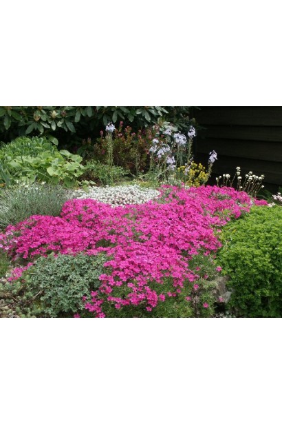 Phlox douglasii Crackerjack створює яскравий квітучий килим.