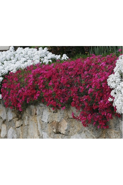 Phlox douglasii Crackerjack