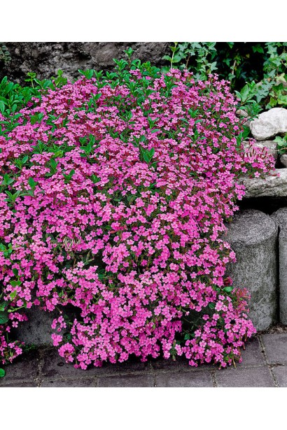 Яскраво-фіолетові квіти флокса дугласа Крекер Джек.