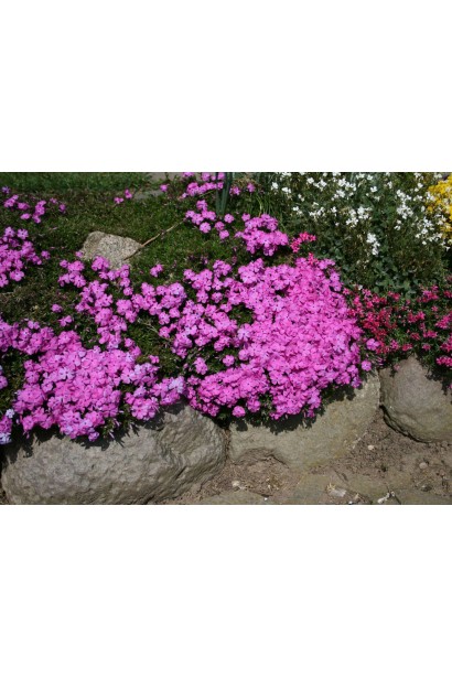 Phlox douglasii Crackerjack ідеальний для альпійських гірок.
