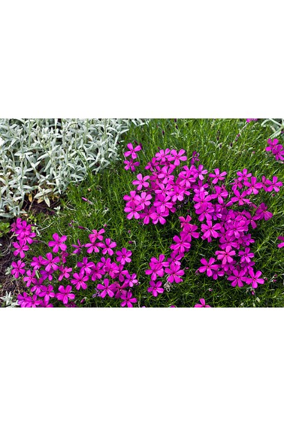 Яскравий акцент у саду — флокс дугласа Крекер Джек.