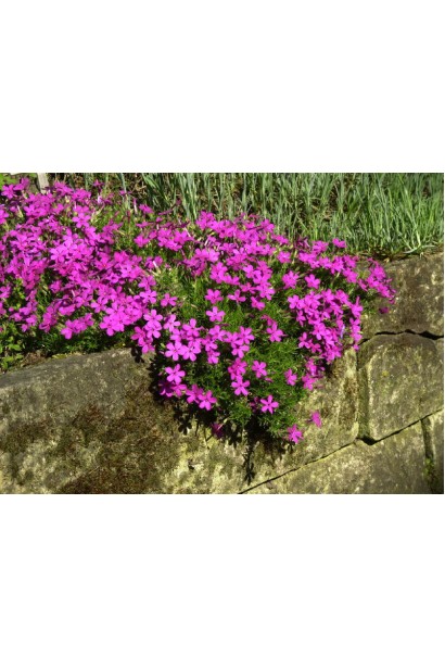 Флокс Крекер Джек прикрашає сад із насиченим фіолетовим кольором.