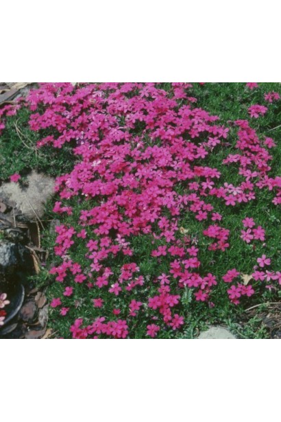 Низькорослий флокс із щільним килимом фіолетових квітів.