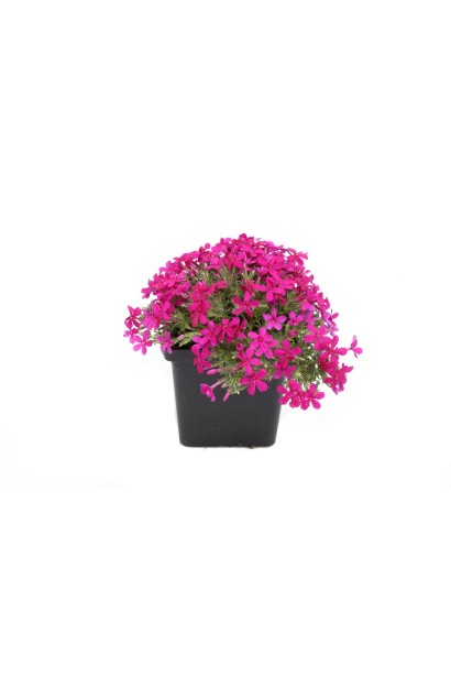 Саджанці Флокс дугласа Крекер Джек