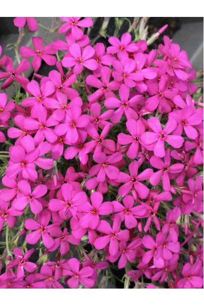 Флокс дугласа Крекер Джек