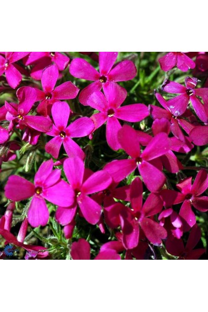 Флокс дугласа Крекер Джек