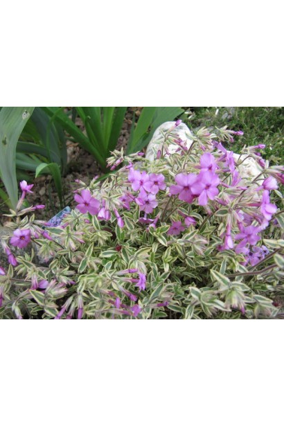 Флокс Варієгата/Variegata