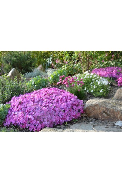 Лежачий флокс Варієгата в альпійській гірці.