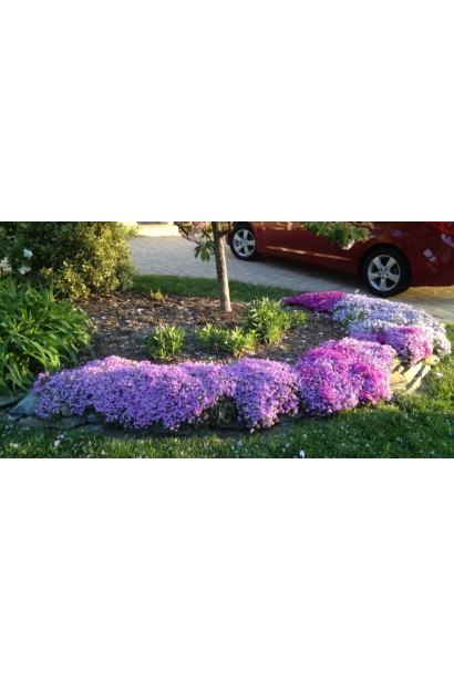 Флокс Варієгата гармонійно поєднується з іншими рослинами.