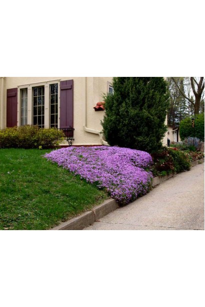 Флокс Варієгата створює яскравий акцент на клумбі.