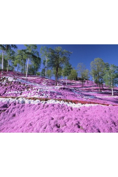 Килим із строкатого листя та ніжних квітів флокса Варієгата.