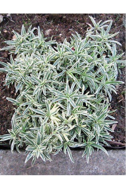 Phlox procumbens Variegata з декоративним строкатим листям.