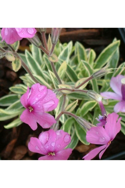 Декоративний флокс із біло-зеленим листям і ніжними квітами.