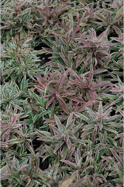 Компактний лежачий флокс із строкатим візерунком.