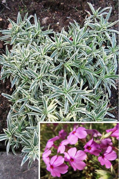 Phlox procumbens Variegata