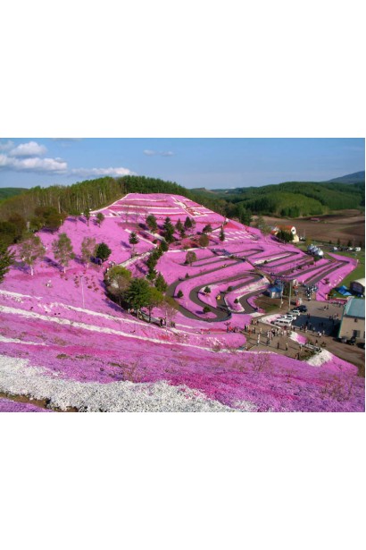 Phlox procumbens Variegata