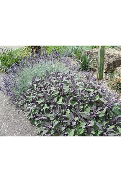 Шалфей Пурпуресценс с пурпурными оттенками листьев.