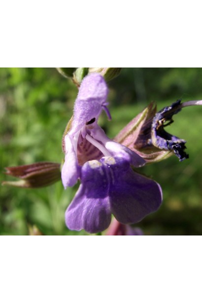 Шалфей лекарственный Пурпуресценс