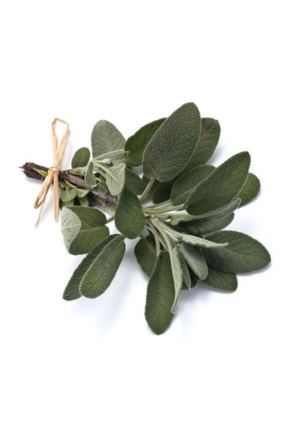 Изысканный пурпур на листьях шалфея Пурпуресценс для сада.