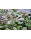 Шавлія лікарська Пурпуресценс | Salvia officinalis Purpurascens | Шалфей лекарственный Пурпуресценс