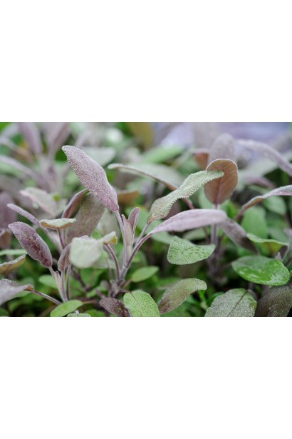 Salvia officinalis Purpurascens для вашого декоративного сада.