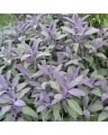 Шалфей лекарственный Пурпуресценс | Шавлія лікарська Пурпуресценс | Salvia officinalis Purpurascens