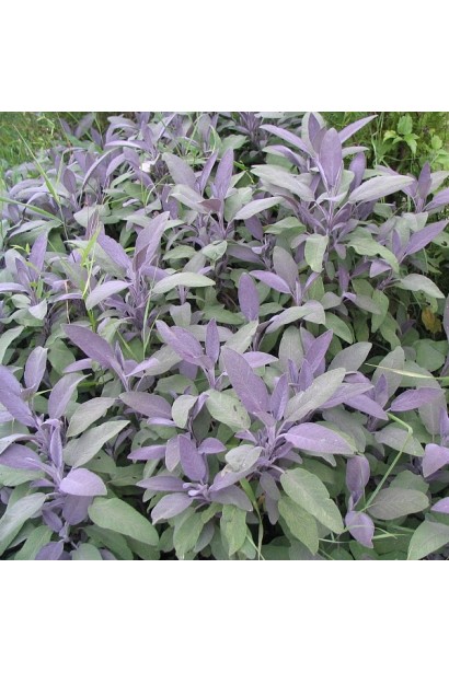 Salvia Purpurascens - пурпурные листья для сада.